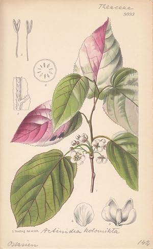 Curtis - Actinidia Kolomikta. Kol. Lithographie Nr. 9093 aus Botanical Magazine.