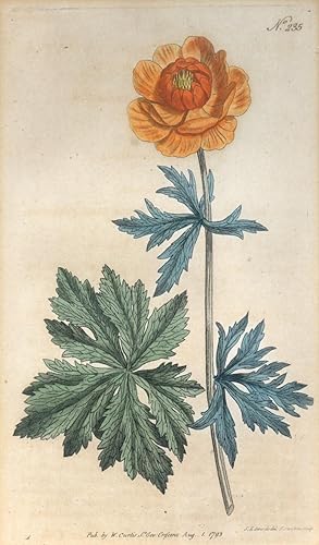 Trollius Asiaticus. Asiatic Globe-Flower. Kolorierter Kupferstich von F. Sansom nach S(ydenham) E...