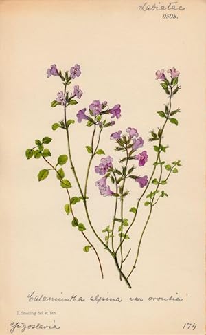 Seller image for Curtis - Calamintha alpina var. orontia. Kol. Lithographie Nr. 9508 aus Botanical Magazine. for sale by Antiquariat Bcheretage