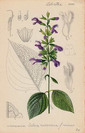 Curtis - Salvia mexicana f. minor. Kol. Lithographie Nr. 9285 aus Botanical Magazine.