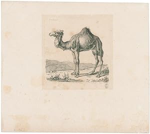 Kamel nach links in einer Landschaft.