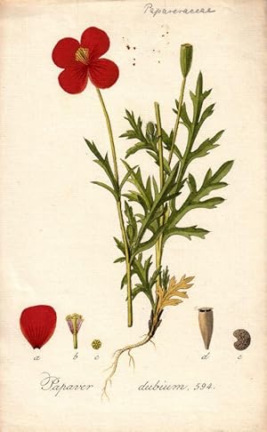 Papaver dubium. Altkolorierte Kupfertafel 594 aus Kops, Jan: Flora Batava.