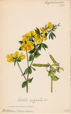 Curtis - Lotus aegeus. Kol. Lithographie Nr. 9431 aus Botanical Magazine.