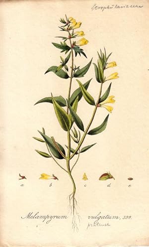 Melampyrum vulgatum. Altkolorierte Kupfertafel 599 aus Kops, Jan: Flora Batava.
