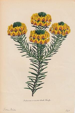 Bild des Verkufers fr Pultenaea Ericoides. Chromolithographie aus Lemaire, C.: Le Jardin Fleuriste. zum Verkauf von Antiquariat Bcheretage