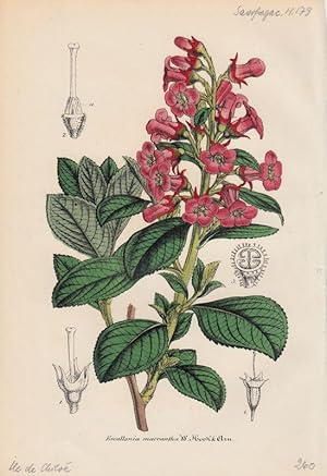 Bild des Verkufers fr Escallonia Macrantha. Chromolithographie aus Lemaire, C.: Le Jardin Fleuriste. zum Verkauf von Antiquariat Bcheretage