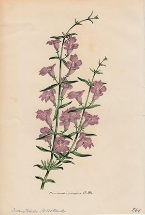 Bild des Verkufers fr Hemiandra pungens. Chromolithographie aus Lemaire, Charles: Le Jardin Fleuriste. zum Verkauf von Antiquariat Bcheretage