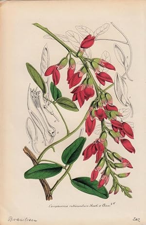 Bild des Verkufers fr Camptosema rubicundum. Chromolithographie aus Lemaire, Charles: Le Jardin Fleuriste. zum Verkauf von Antiquariat Bcheretage