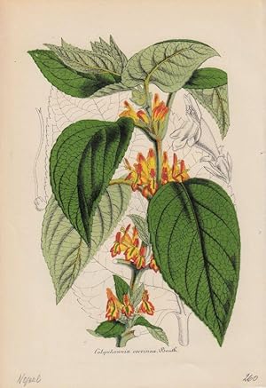 Bild des Verkufers fr Colquhounia coccinea. Chromolithographie aus Lemaire, Charles: Le Jardin Fleuriste. zum Verkauf von Antiquariat Bcheretage