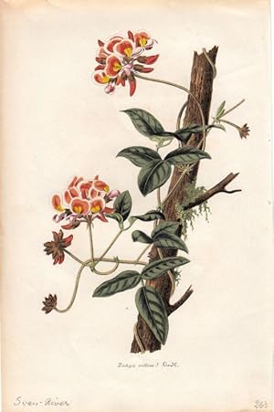 Bild des Verkufers fr Zichya Villosa. Chromolithographie aus Lemaire, C.: Le Jardin Fleuriste. zum Verkauf von Antiquariat Bcheretage