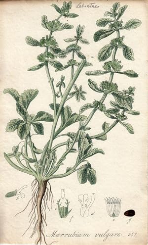 Marrubium vulgare Altkolorierte Kupfertafel 657 aus Kops, Jan: Flora Batava.