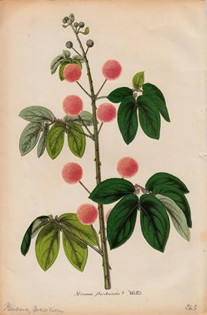 Bild des Verkufers fr Mimosa Floribunda. Chromolithographie aus Lemaire, C.: Le Jardin Fleuriste. zum Verkauf von Antiquariat Bcheretage