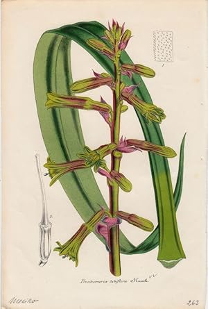 Bild des Verkufers fr Beschorneria tubiflora. Chromolithographie aus Lemaire, Charles: Le Jardin Fleuriste. zum Verkauf von Antiquariat Bcheretage
