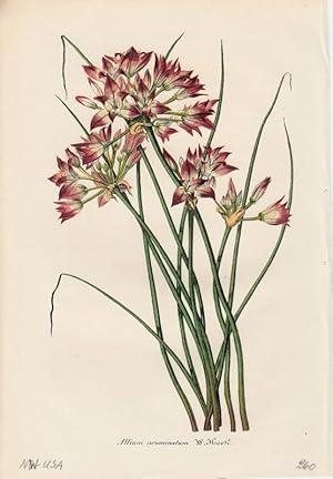 Bild des Verkufers fr Allium acuminatum. Chromolithographie aus Lemaire, Charles: Le Jardin Fleuriste. zum Verkauf von Antiquariat Bcheretage