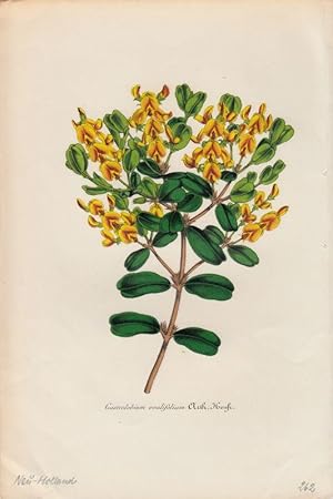 Bild des Verkufers fr Gastrolobium ovalifolium. Chromolithographie aus Lemaire, Charles: Le Jardin Fleuriste. zum Verkauf von Antiquariat Bcheretage