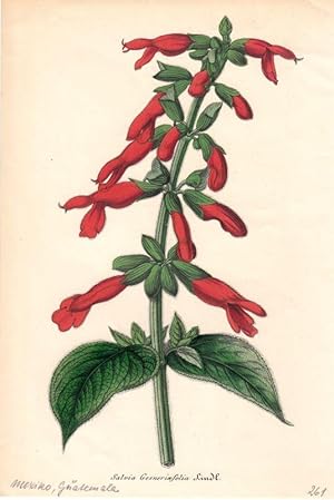 Bild des Verkufers fr Salvia Gesneriaeflora. Chromolithographie aus Lemaire, Charles: Le Jardin Fleuriste. zum Verkauf von Antiquariat Bcheretage