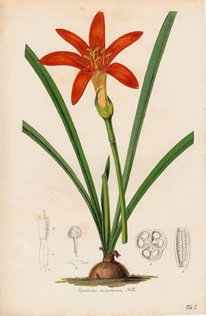 Bild des Verkufers fr Pyrolirion aurantiacum. Chromolithographie aus Lemaire, Charles: Le Jardin Fleuriste. zum Verkauf von Antiquariat Bcheretage