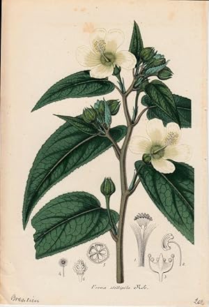 Bild des Verkufers fr Urena stellipila. Chromolithographie aus Lemaire, Charles: Le Jardin Fleuriste. zum Verkauf von Antiquariat Bcheretage