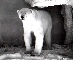 Bild des Verkufers fr Polar Bear (Ursus maritimus). 1992 - 2002. zum Verkauf von Antiquariat Querido - Frank Hermann