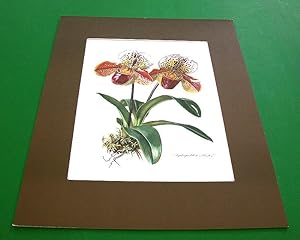 Image du vendeur pour Orchideen. Vier Original-Reproduktionen (Kronen-Kunstdrucke). mis en vente par Antiquariat Lycaste