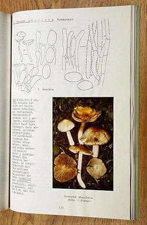 Image du vendeur pour 4. Beitrag zur Kenntnis der Ulmer Pilzflora: Ripilze (Inocyben). mis en vente par Antiquariat Lycaste