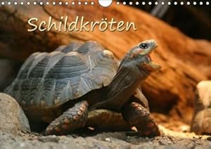 Bild des Verkufers fr Schildkrten : Schne Fotos von Schildkrten zu Land und zu Wasser (Monatskalender, 14 Seiten) zum Verkauf von AHA-BUCH