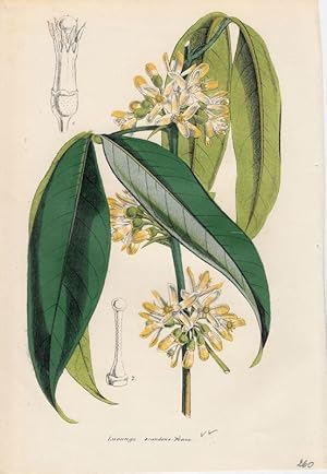 Luvunga Scandens. Chromolithographie aus Lemaire, C.: Le Jardin Fleuriste.