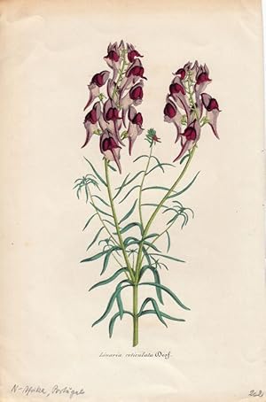 Bild des Verkufers fr Linaria Reticulata. Chromolithographie aus Lemaire, C.: Le Jardin Fleuriste. zum Verkauf von Antiquariat Bcheretage