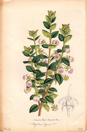 Eugenia Ugni bzw. Myrtus Ugni. Chromolithographie aus Lemaire, C.: Le Jardin Fleuriste.