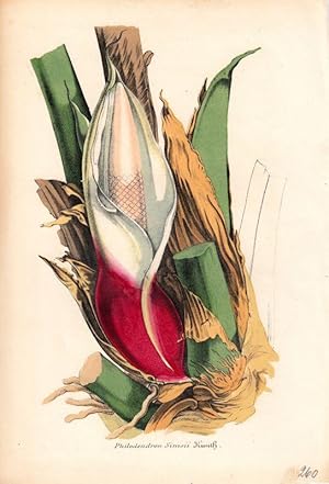 Philodendrum Simsii. Chromolithographie aus Lemaire, C.: Le Jardin Fleuriste.