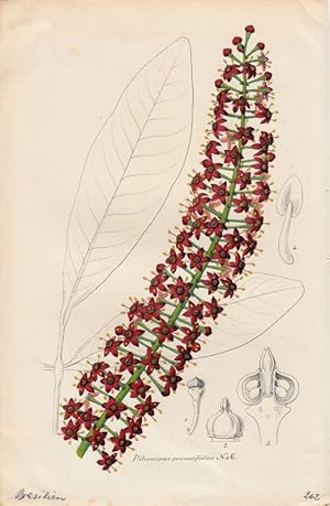 Bild des Verkufers fr Pilocarpus Pennatifolius. Chromolithographie aus Lemaire, C.: Le Jardin Fleuriste. zum Verkauf von Antiquariat Bcheretage