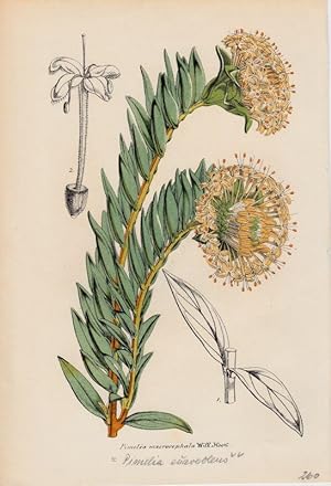 Pimelea macrocephala = Pimelia suaveolens. Chromolithographie aus Lemaire, C.: Le Jardin Fleuriste.