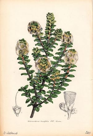 Bild des Verkufers fr Metrosideros Buxifolia. Chromolithographie aus Lemaire, C.: Le Jardin Fleuriste. zum Verkauf von Antiquariat Bcheretage