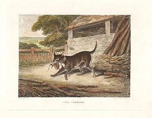 Seller image for The Terrier. for sale by Antiquariat Dasa Pahor GbR
