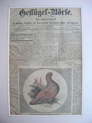 Wochenblatt "Geflügel-Börse": Titelblatt vom 15. Januar 1901 (Gelbe kurzschnäbelige englische Tüm...