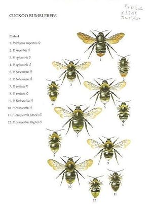 Naming Bumblebees. Colour fold-out chart.