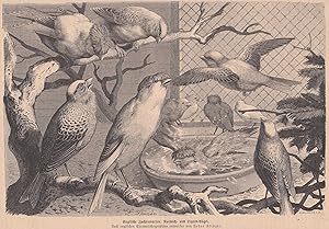 Englische Zucht-Kanarien-Vögel: Norwich-Kanarien und Lizard-Kanarien. Schöne Abbildung.