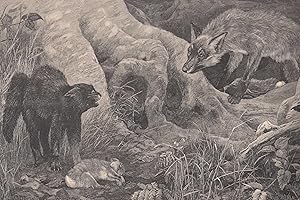 Zwei Todfeinde. Wildkatze und Fuchs begegnene sich bei der Sicherung ihrer Beute.