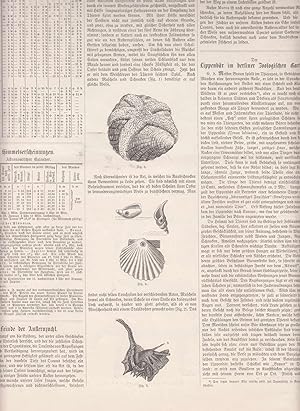 Imagen del vendedor de Artikel "Feinde der Austernzucht" (Stachelhuter, Raubschnecken u.s.w.) mit 4 Abbildungen auf einem Blatt. a la venta por Antiquariat Hild