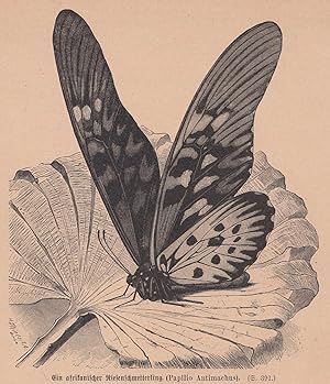 Ein afrikanischer Riesenschmetterling (Papilio Antimachus). Ansicht, auf einem Blatt sitzend.