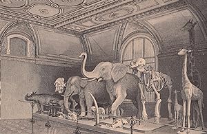 Das naturhistorische Hofmuseum. Ansicht des Elefantensaals.