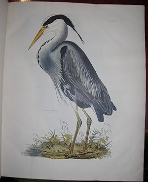 Image du vendeur pour Plates to Selby's Illustrations of British Ornithology [and] . Water Birds. mis en vente par Arader Galleries - AraderNYC