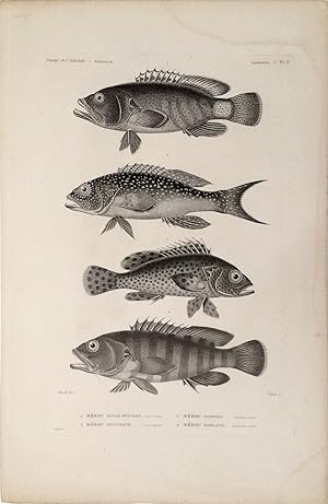 Merou Mille-Etoiles, Merou Mouchete, Merou Gaimard, Merou Boelang. [Stipple engraving of fish fro...