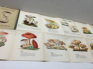 Essbare Pilze. Grasers Naturwissenschaftliche und Landwirtschaftliche tafel nr. 1a