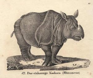 Das einhornige Nashorn (Rhinozeros). Lithographie aus : Neue Bildergallerie für die Jugend.