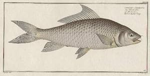 Der Wönköndei - Le Wonkönder - The Cirrhated-Carp. Altkolorierter Kupferstich von J.H.Henning nac...