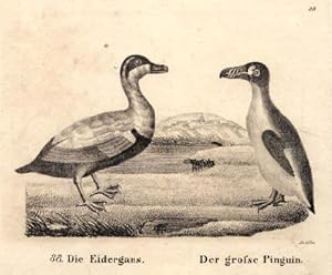 Die Eidergans - Der grosse Pinguin. Zwei Darstellungen auf einem Blatt. Lithographie von Drösse a...