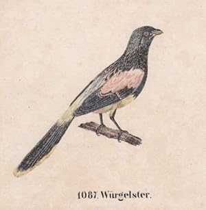 Würgeelster. Ankolorierte Lithographie aus : Neue Bildergallerie für die Jugend.