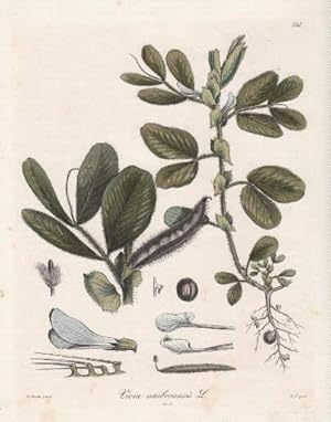 Vicia narbonensis. Kolorierter Stahlstich.