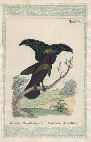 Der stolze Paradiesvogel. Kolorierte Lithographie, montiert in grüne lithographierte Bordüre.